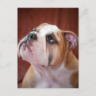 English Bulldog Puppy Postcard