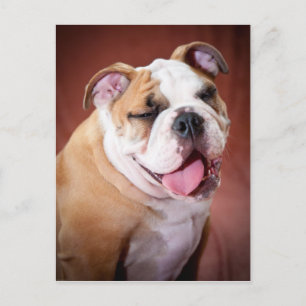 English Bulldog Puppy Postcard