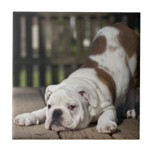 English Bulldog Puppy Tile