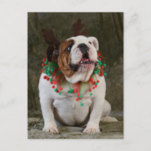 English Bulldog Reindeer Postcard