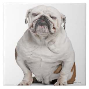 English Bulldog, sitting in front of white Tile