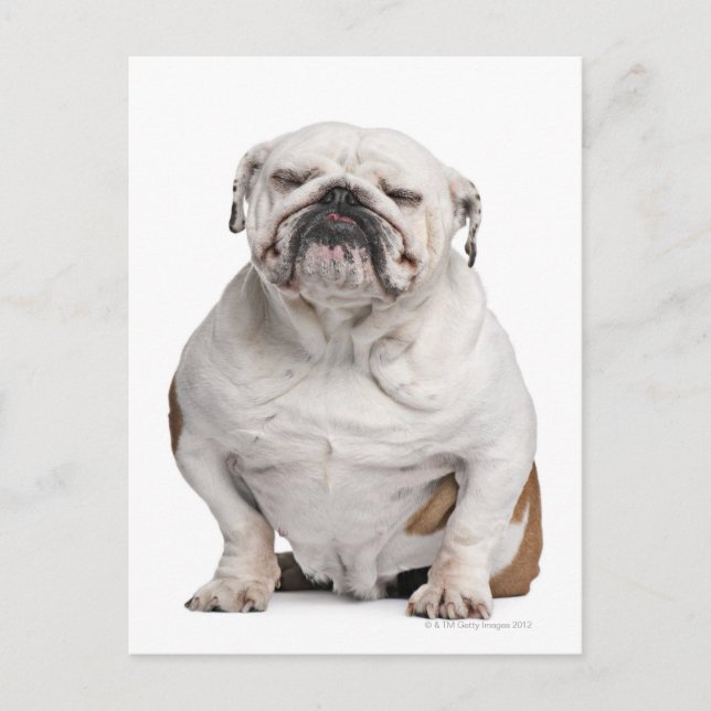 English Bulldog, sitting Postcard (Front)