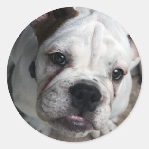 English Bulldog Sticker