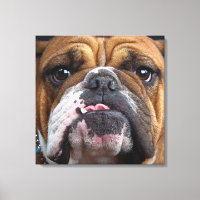English Bulldog Throw Pillow