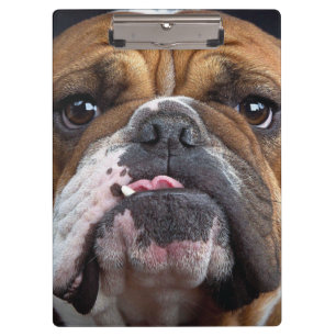 English Bulldog  Throw Pillow Clipboard