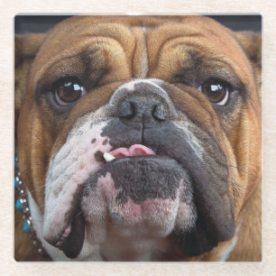 English Bulldog Throw Pillow Glass Coaster
