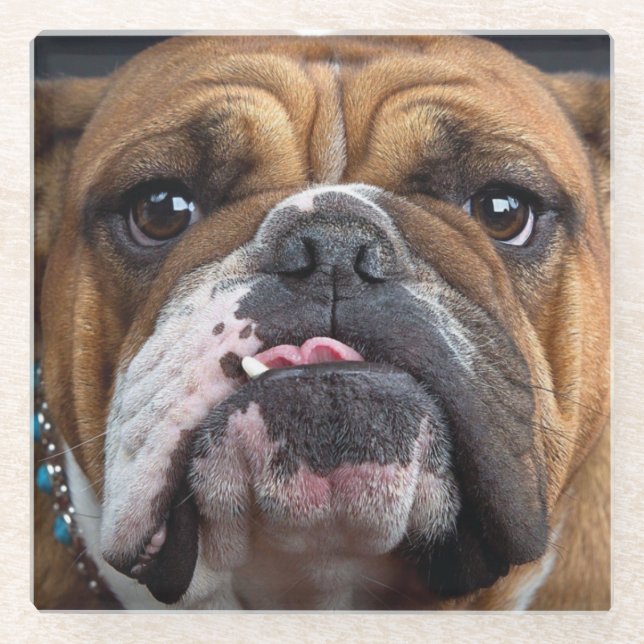 English Bulldog  Throw Pillow Glass Coaster (Front)