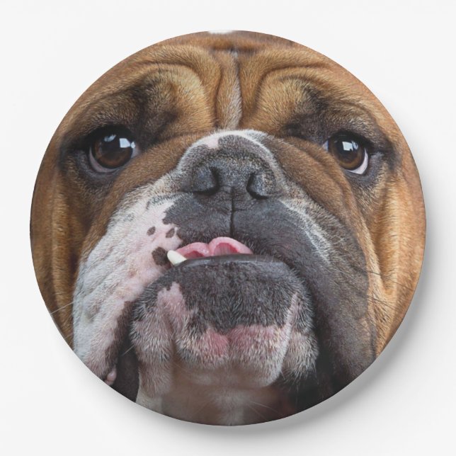 English Bulldog  Throw Pillow Paper Plate (Front)