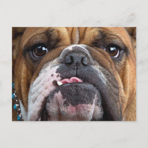 English Bulldog Throw Pillow Postcard