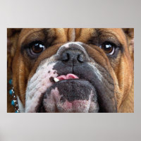 English Bulldog  Throw Pillow