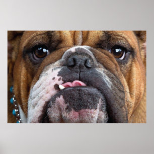 English Bulldog  Throw Pillow Poster
