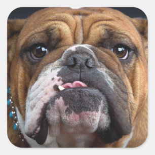 English Bulldog Throw Pillow Square Sticker