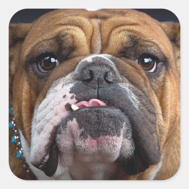 English Bulldog  Throw Pillow Square Sticker (Front)
