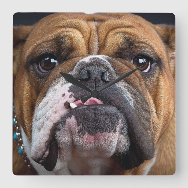 English Bulldog  Throw Pillow Square Wall Clock (Front)
