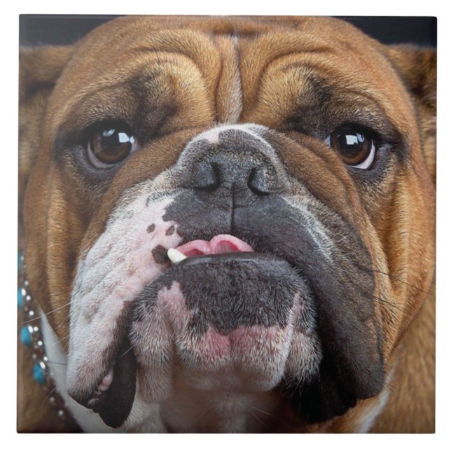 English Bulldog  Throw Pillow Tile (Front)