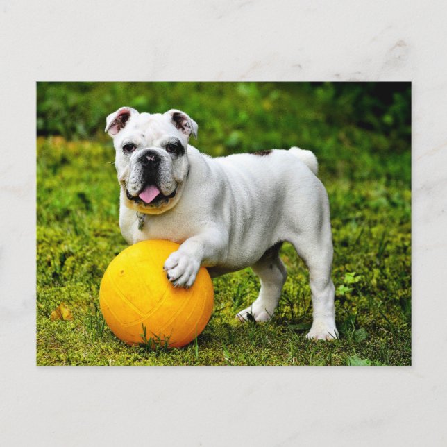 English Bulldog w/ Ball Postcard (Front)