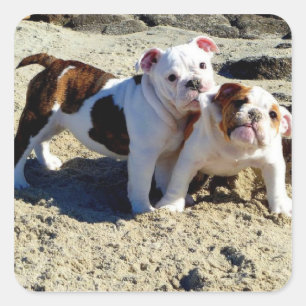 English Bulldogs Puppy Love! Square Sticker