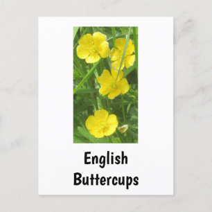 English Buttercups Postcard