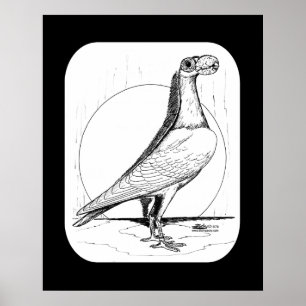 English Carrier Pigeon1978 Poster