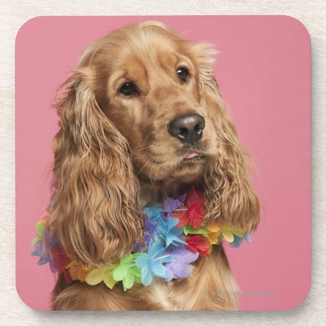 English Cocker Spaniel (10 months old) Coaster (Front)