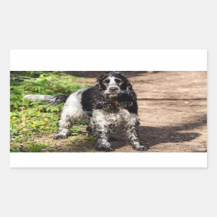 english cocker spaniel black roan full rectangular sticker