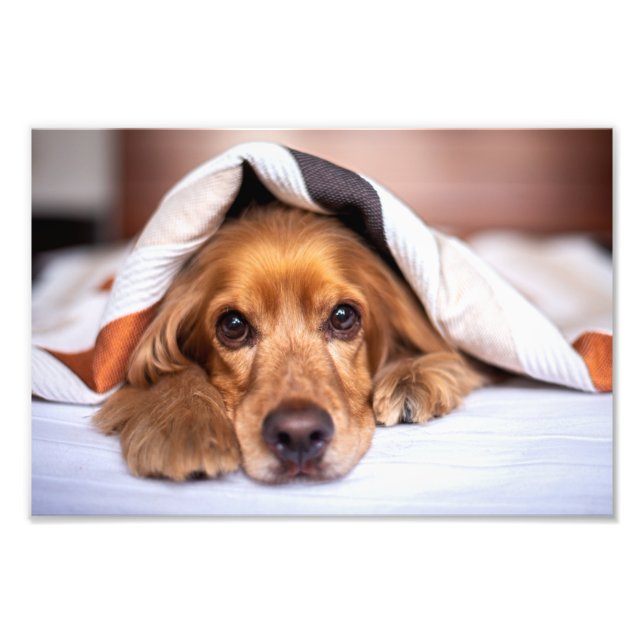 English Cocker Spaniel Dog Photo Print (Front)