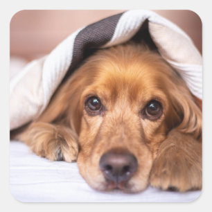 English cocker spaniel, Dog, Puppy Square Sticker