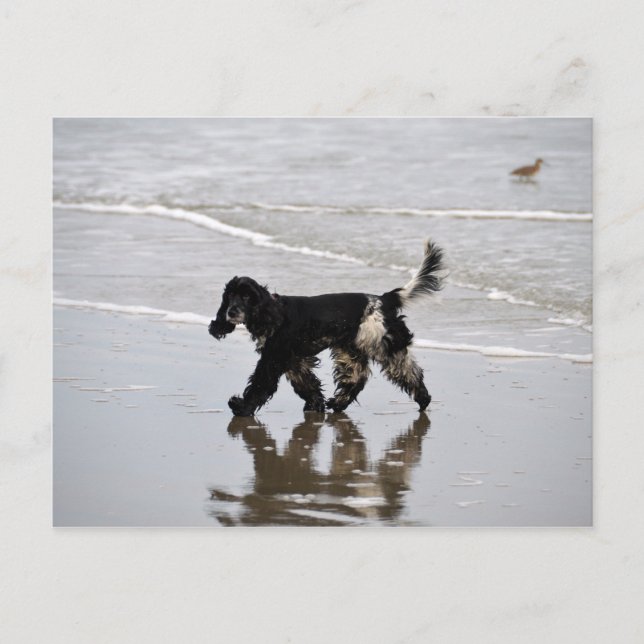 English Cocker Spaniel on the Beach Postcard (Front)