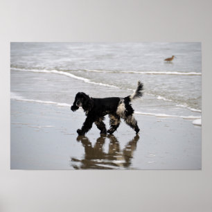 English Cocker Spaniel on the Beach Poster