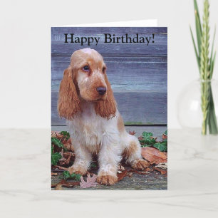 English Cocker Spaniels Card