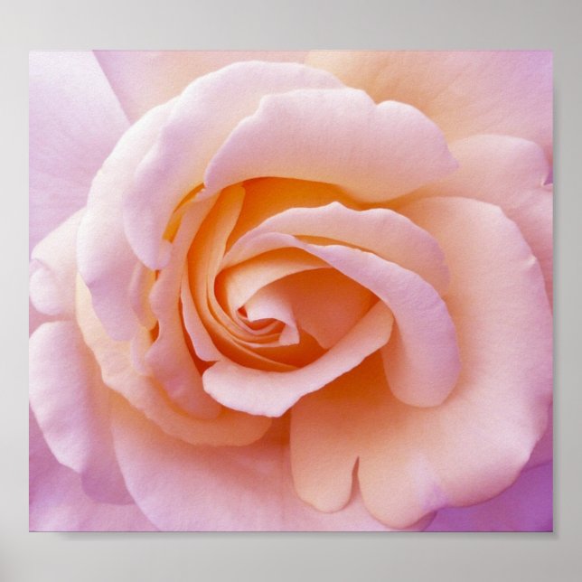 English Country Garden Rose Poster (Front)