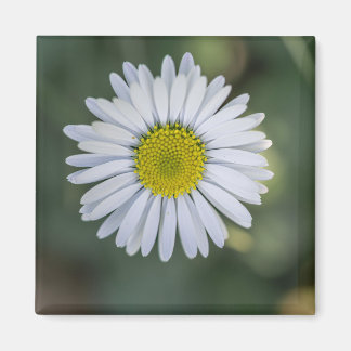 English Daisy (Bellis perennis) Flower Head Magnet
