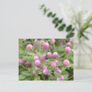 English Daisy Flower Postcard