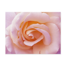 English Garden Peach and Pink Rose