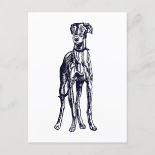 English Greyhound Breed Postcard