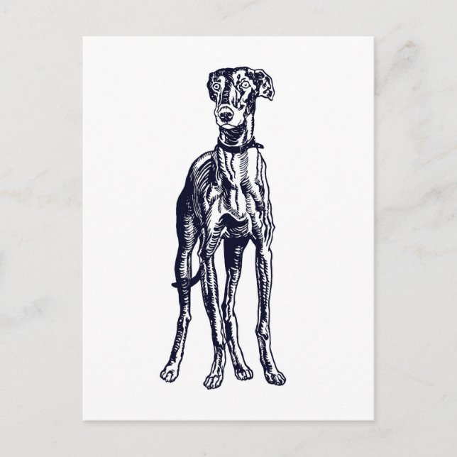English Greyhound Breed Postcard (Front)