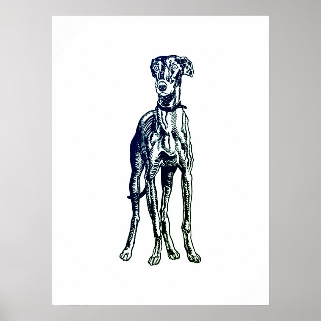 English Greyhound Breed Poster (Front)