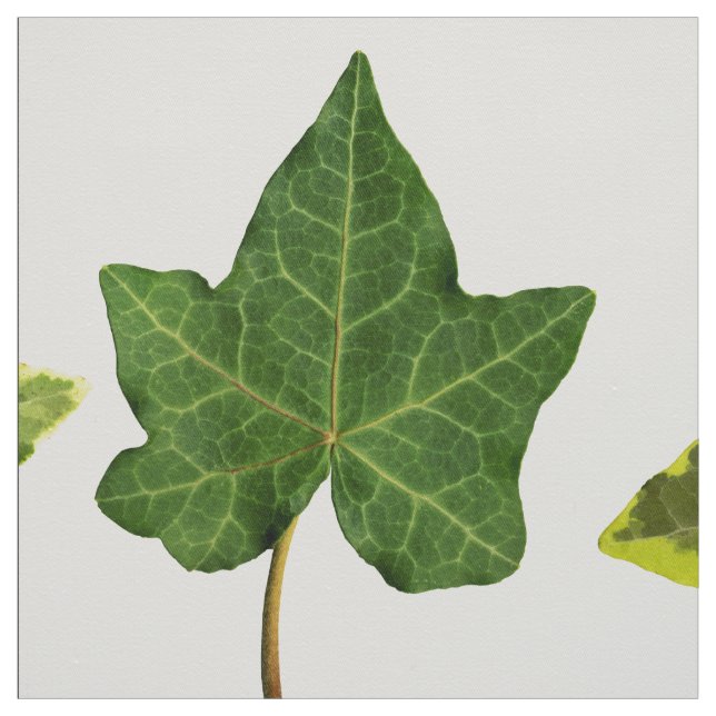 English Ivy Leaves Fabric (Swatch)