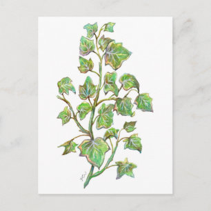 English Ivy Postcard