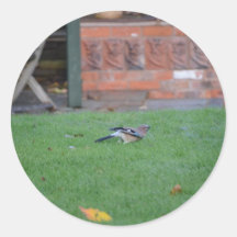 English Jay