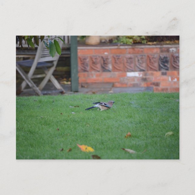 English Jay Postcard (Front)