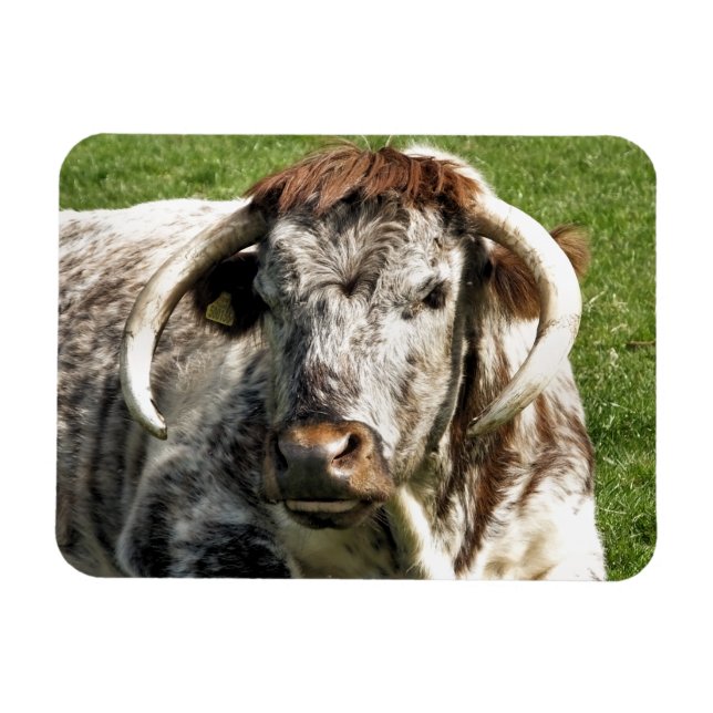 ENGLISH LONGHORN COW  MAGNET (Horizontal)