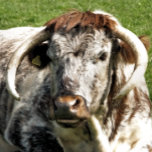 ENGLISH LONGHORN COW   POCKET WATCH<br><div class="desc">A photographic design of an English Longhorn cow a brown and white breed of beef cattle.</div>