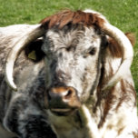 ENGLISH LONGHORN COW WATCH<br><div class="desc">A photographic design of an English Longhorn cow a brown and white breed of beef cattle.</div>