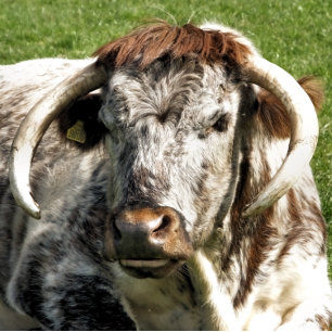 ENGLISH LONGHORN COW  WATCH