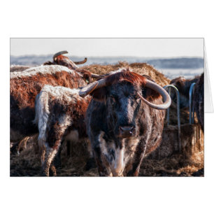 English Longhorns