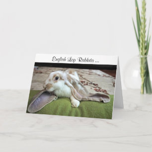 English Lop Greeting Card
