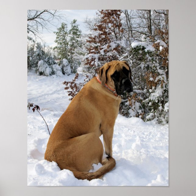 English Mastiff in Winter Wonderland poster (Front)