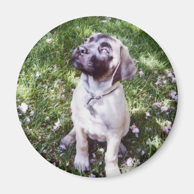 English Mastiff Magnets (Front)