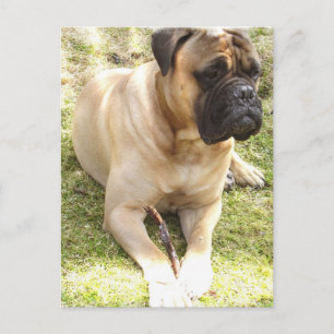 English Mastiff Postcard